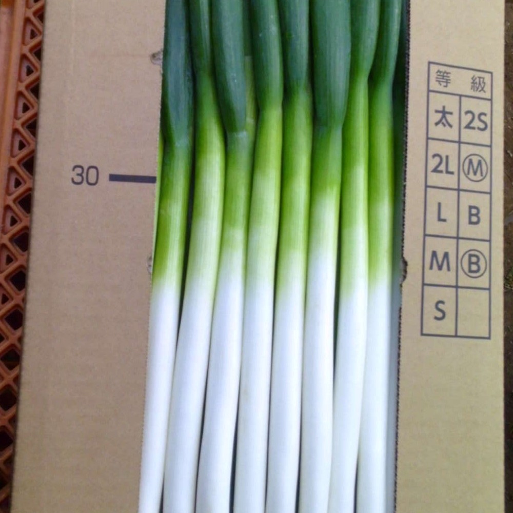 長ネギ 5k Sサイズサイズ | 野菜/ねぎ 産直アウル 農家から直接野菜