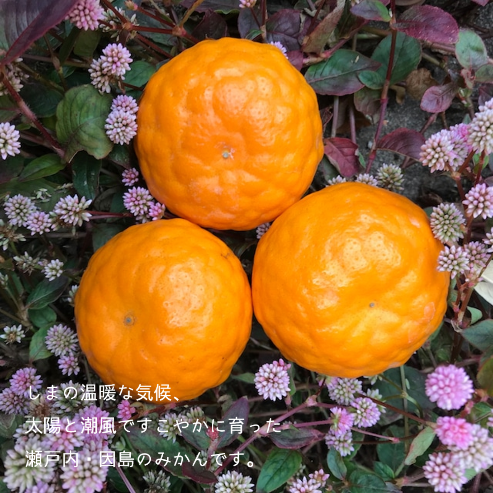 瀬戸内・因島】しまのみかん（家庭用）5kg ｜ 果物/温州みかん 産直