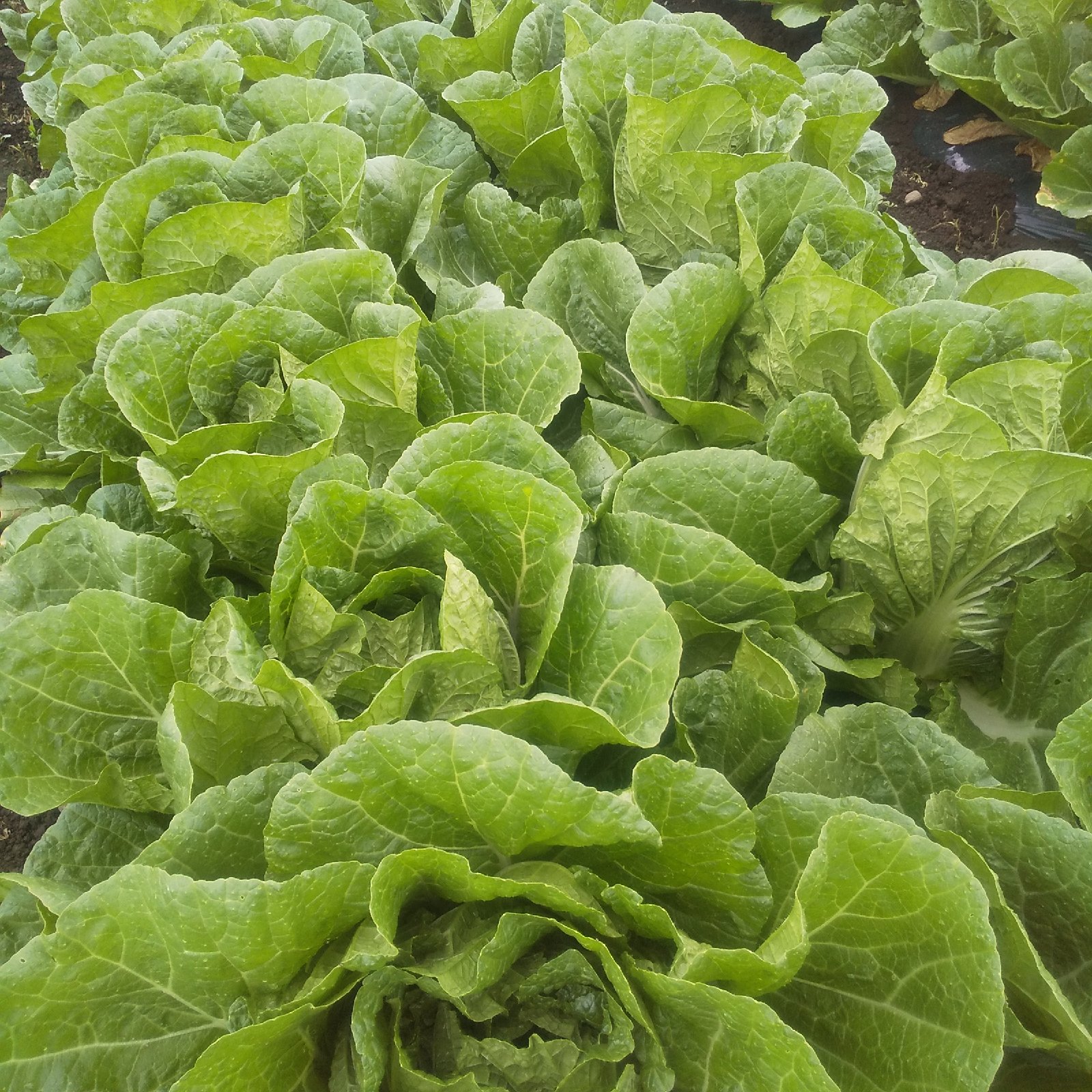 春白菜 1kg100円 50kgから 春白菜｜京の産品図鑑｜【公式】JA京都 暮らしのなかにJAを