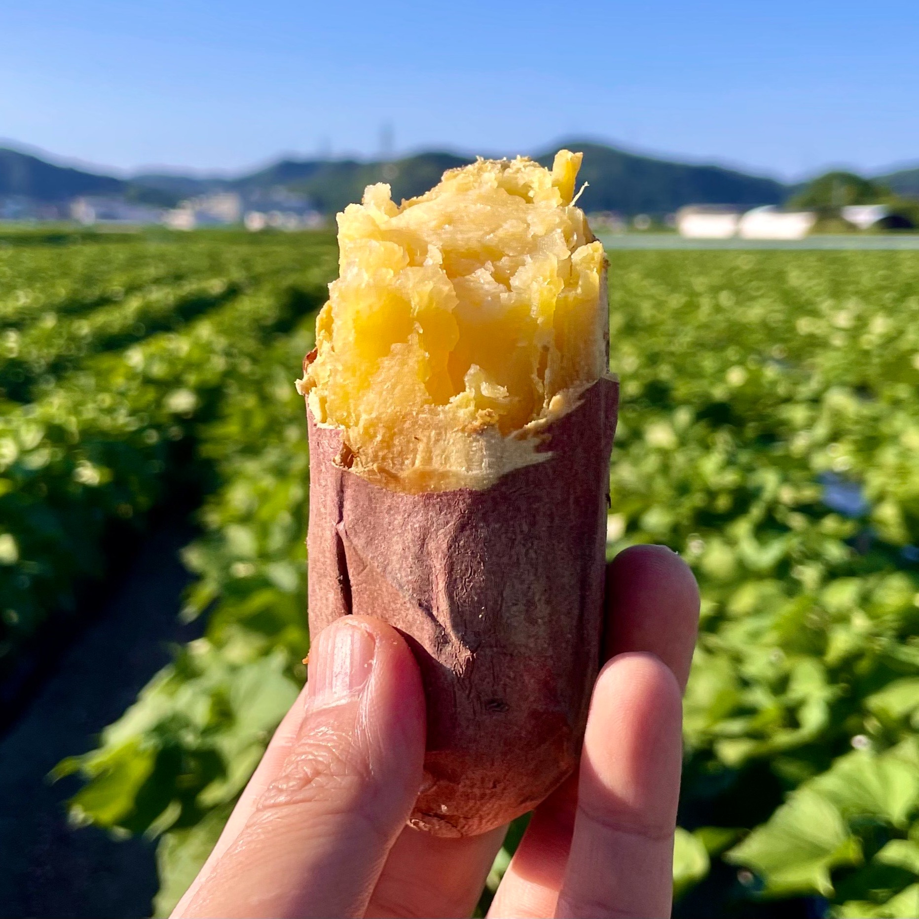 ホクホク食感金時芋苗200本セール ホクホク食感金時芋苗200本セール