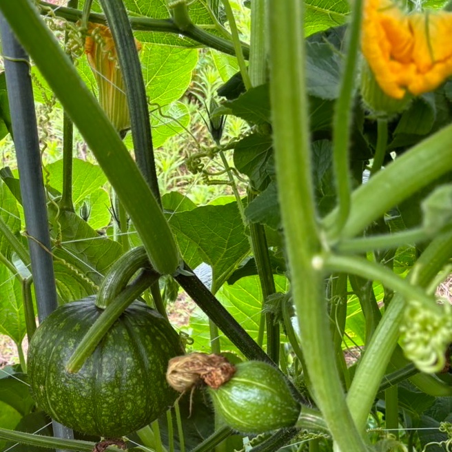 九重栗かぼちゃ ｜ 野菜/かぼちゃ 産直アウル 農家・漁師など生産者