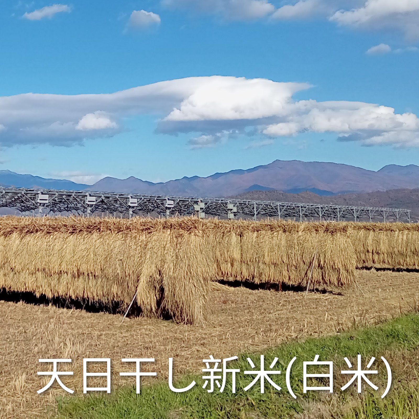 農薬不使用☆はざかけ天日干し米☆あきたこまち 長野県産 ◇令