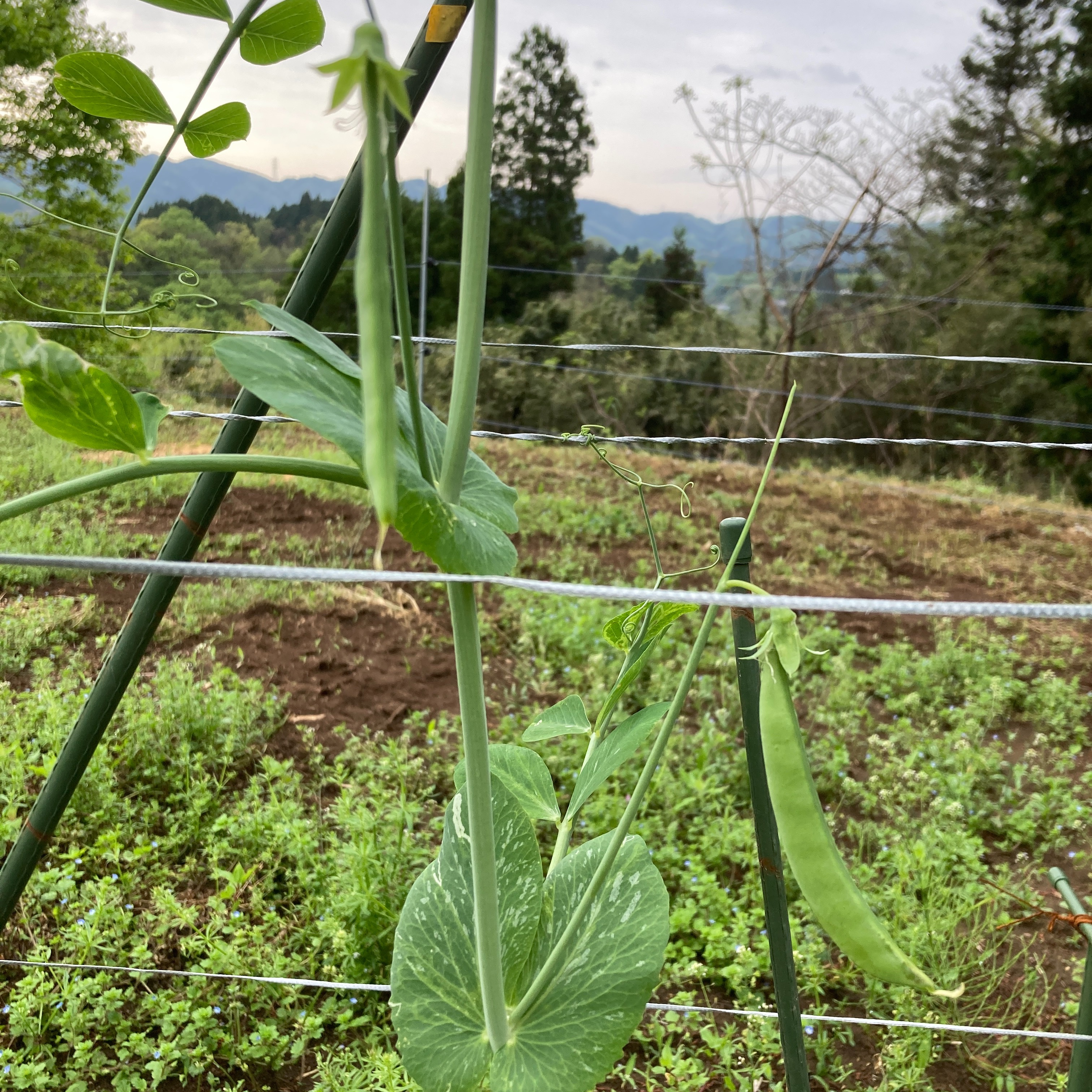スナップエンドウ 箱込2kg ｜ 野菜/豆類 産直アウル 農家・漁師など