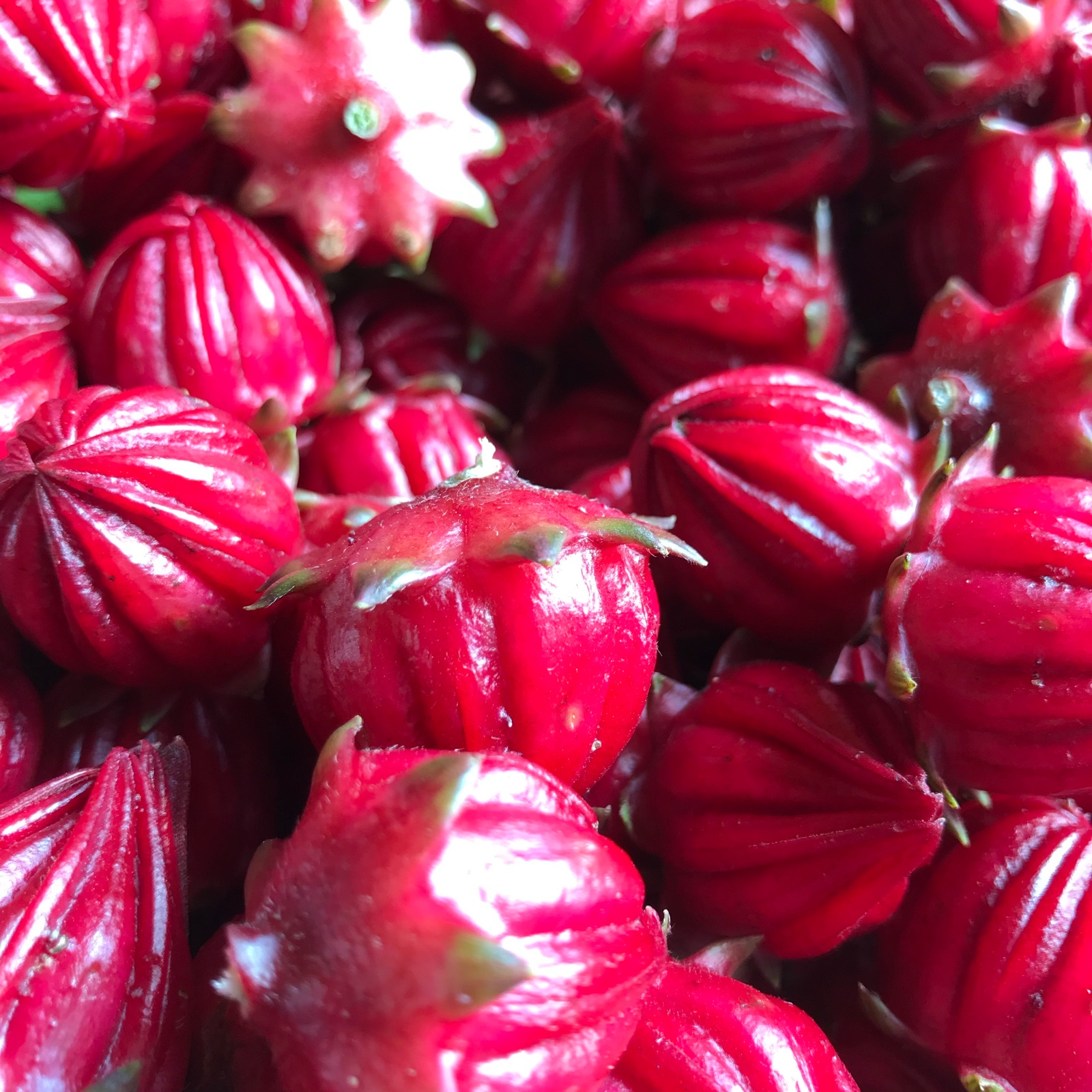 ハイビスカスローゼル1kg 【栽培期間中化学合成農薬、化学合成肥料不