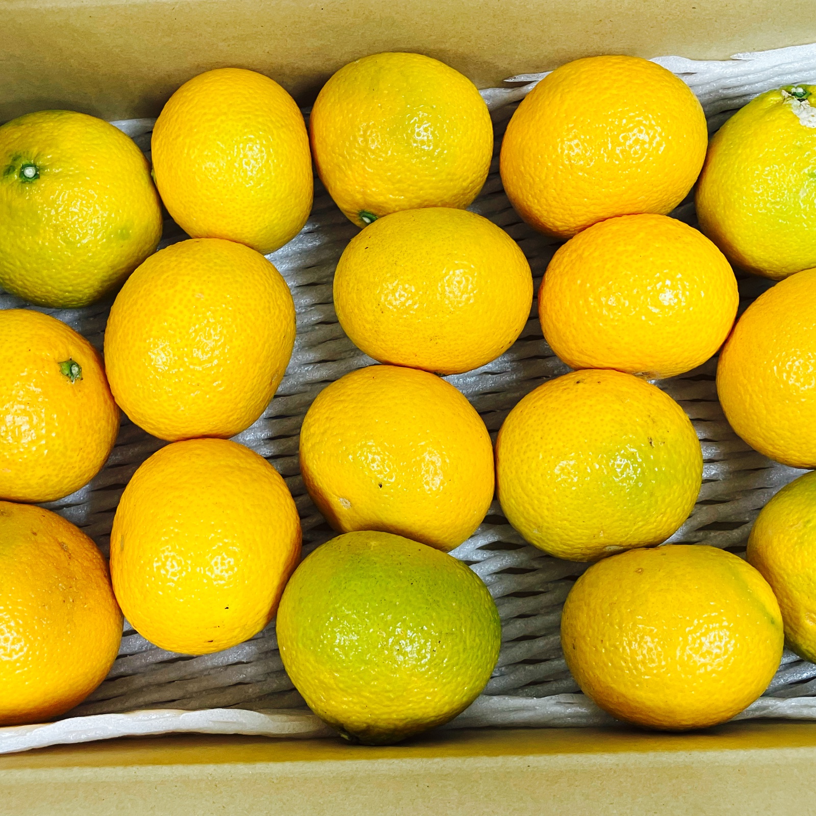 熊本県産 スイートスプリング みかん 優品 約3.5キロ【002】フルーツ