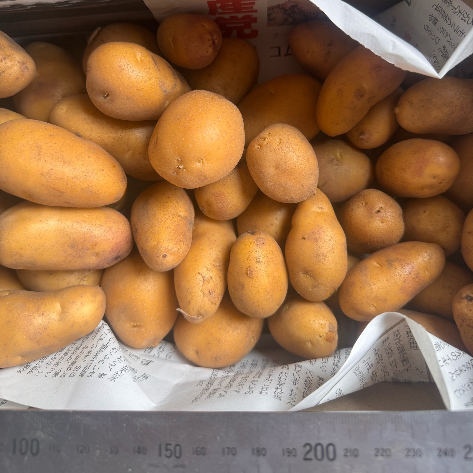 限定】インカのめざめ：1kg（SS〜Mサイズ混合） ｜ 野菜/じゃがいも
