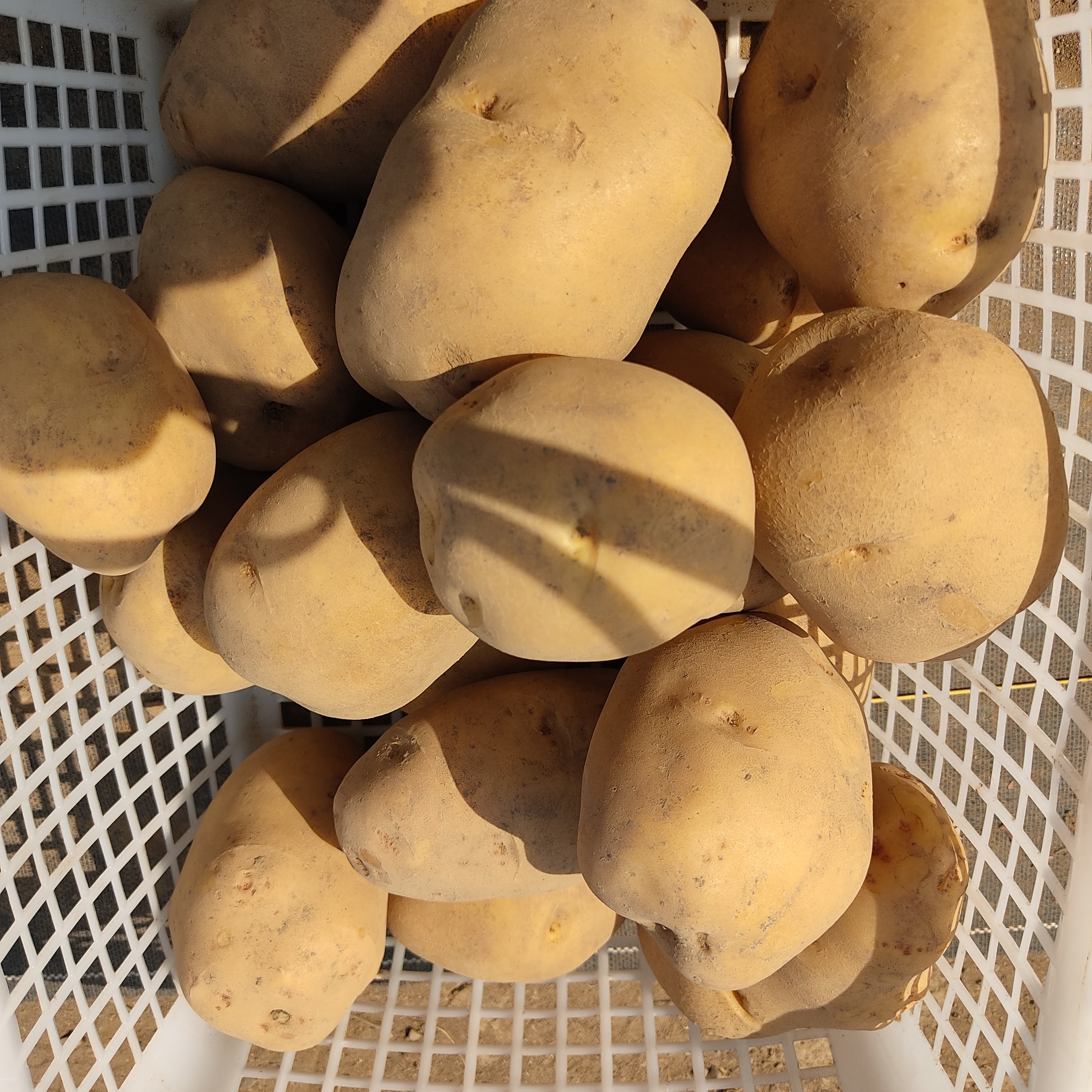 専用　新じゃが芋旬野菜セット　農薬不使用　80size どの組み合わせが届くかお楽しみ！旬のじゃがいも2品種食べ比べセット