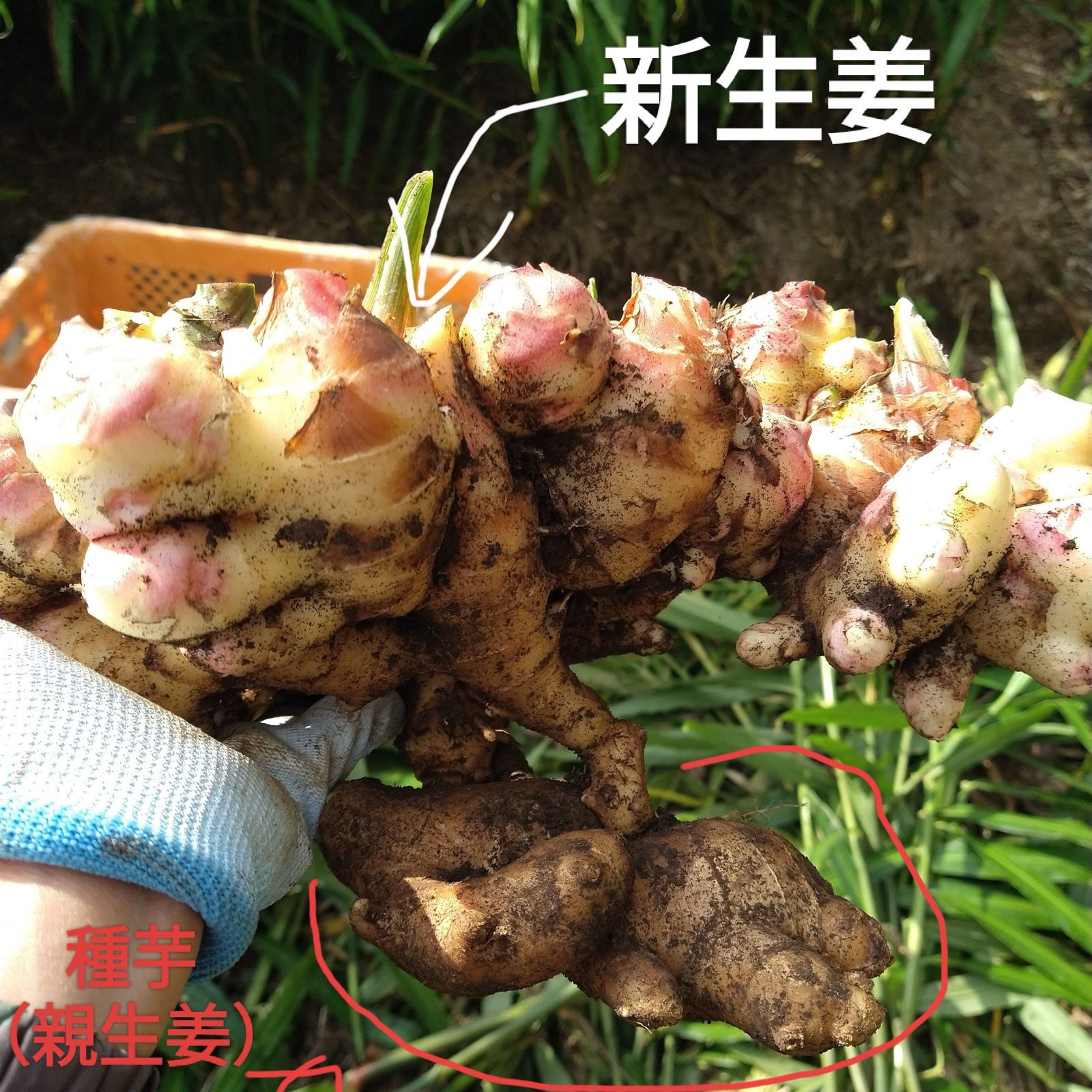 6周年限定】ハナコの新生姜3㎏ ☆親生姜300gつき☆ ｜ 野菜/薬味 産直
