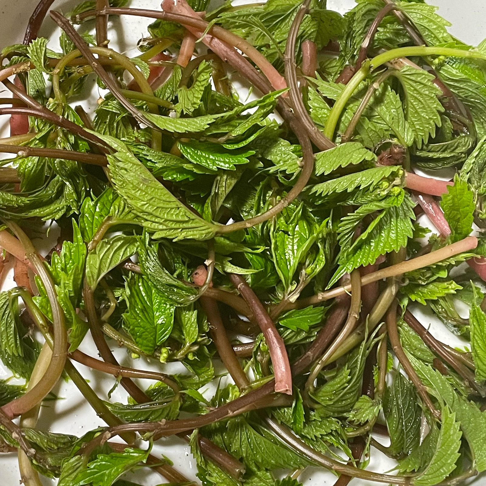 出始めの赤ミズの新芽 ｜ 野菜/その他野菜 産直アウル 農家・漁師など 