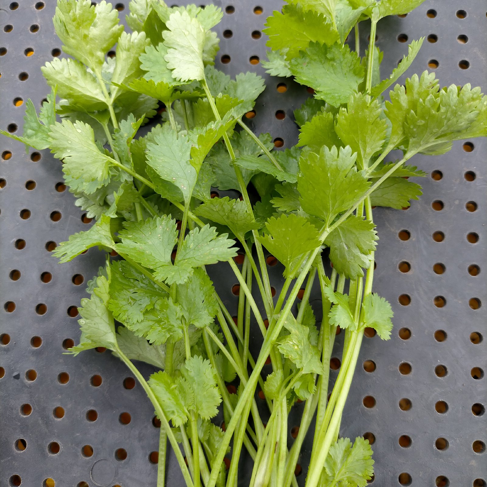 無農薬栽培パクチー ｜ 野菜/ハーブ 産直アウル 農家・漁師など生産者 