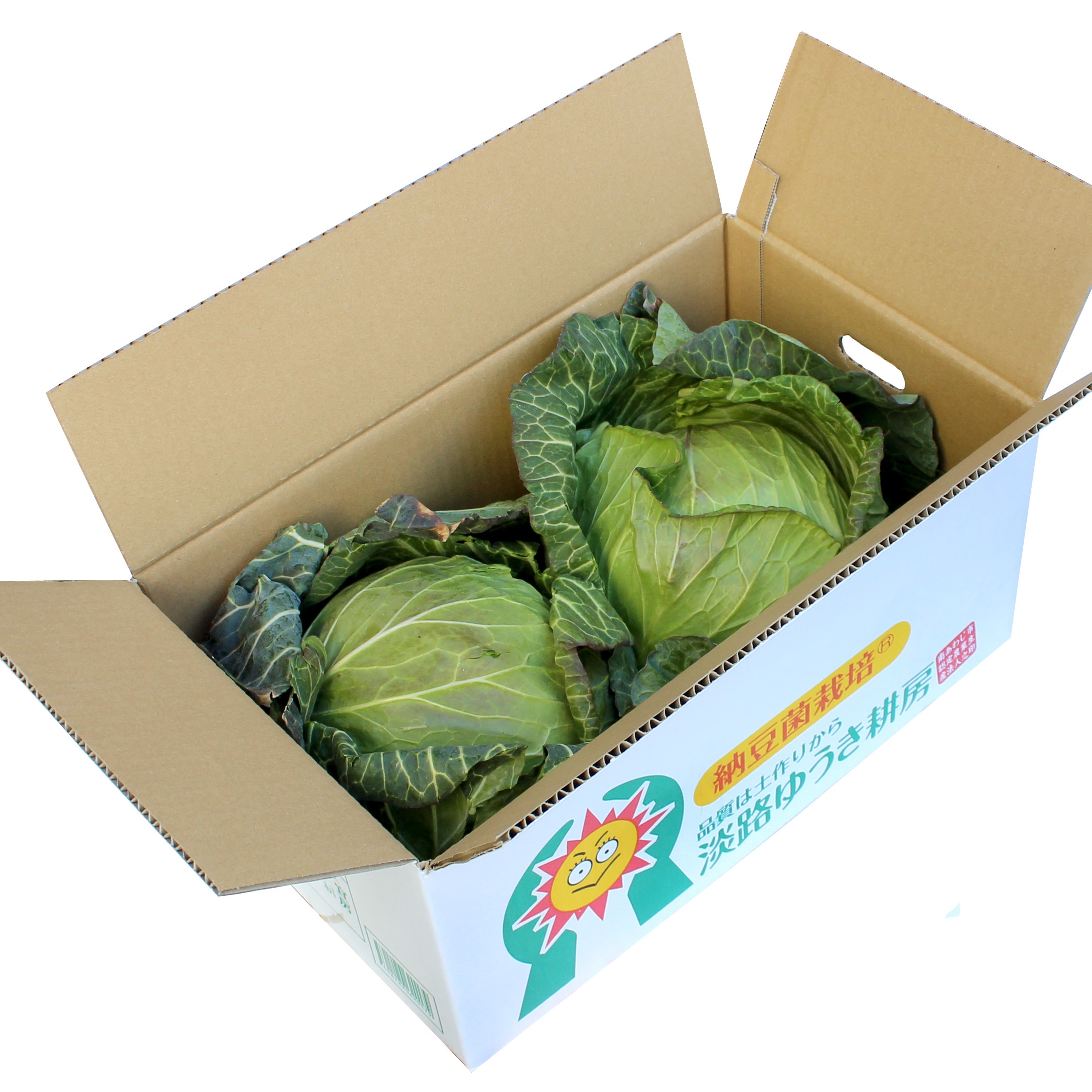 キャベツ 納豆菌栽 淡路島甘蜜キャベツ きゃべつ3個～4 ｜ 野菜/キャベツ 産直