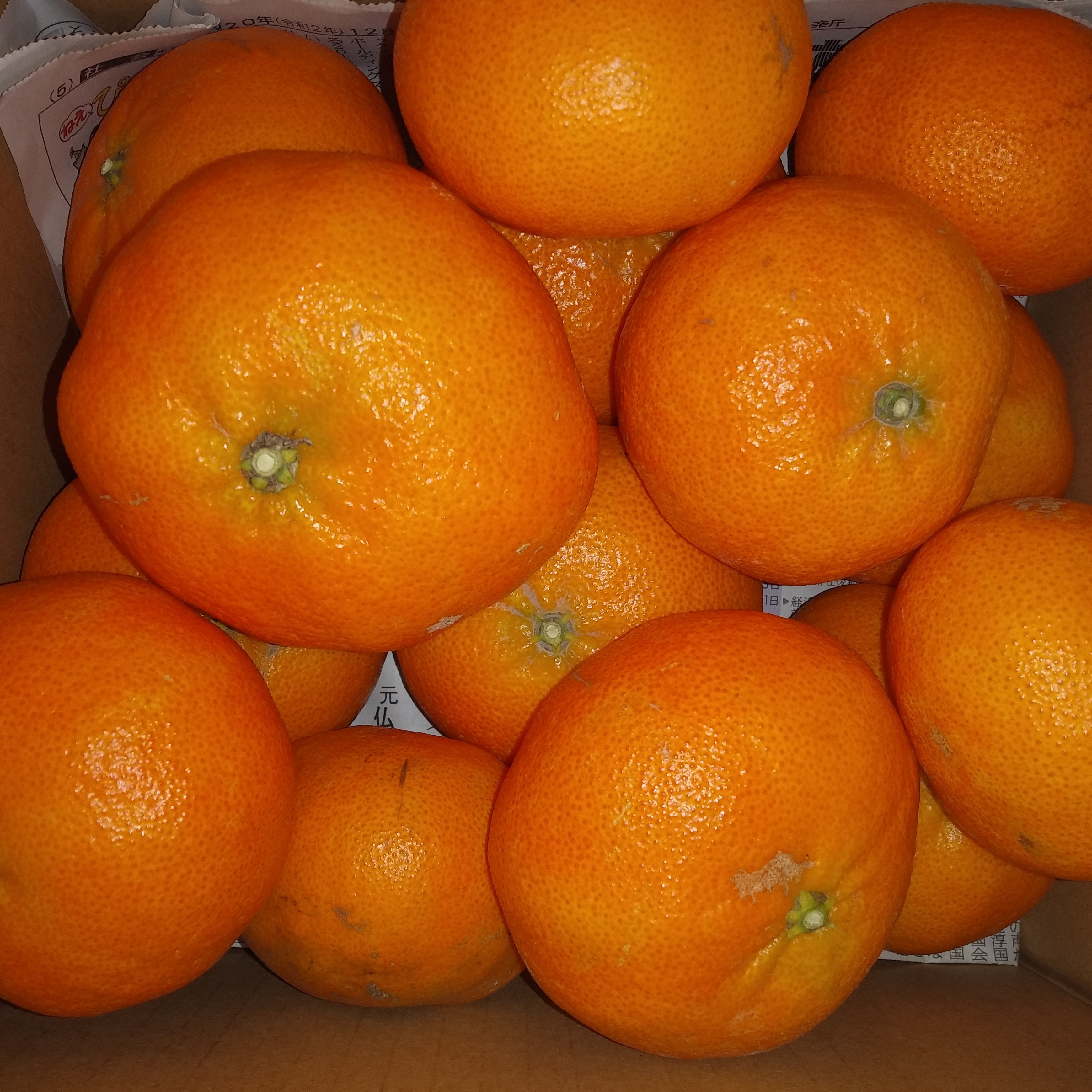 【言の葉】Gift甘平6Kg+9Kg　2か所発送 甘平 3k箱 ｜ 果物/オレンジ・その他みかん 産直アウル 農家・漁師など