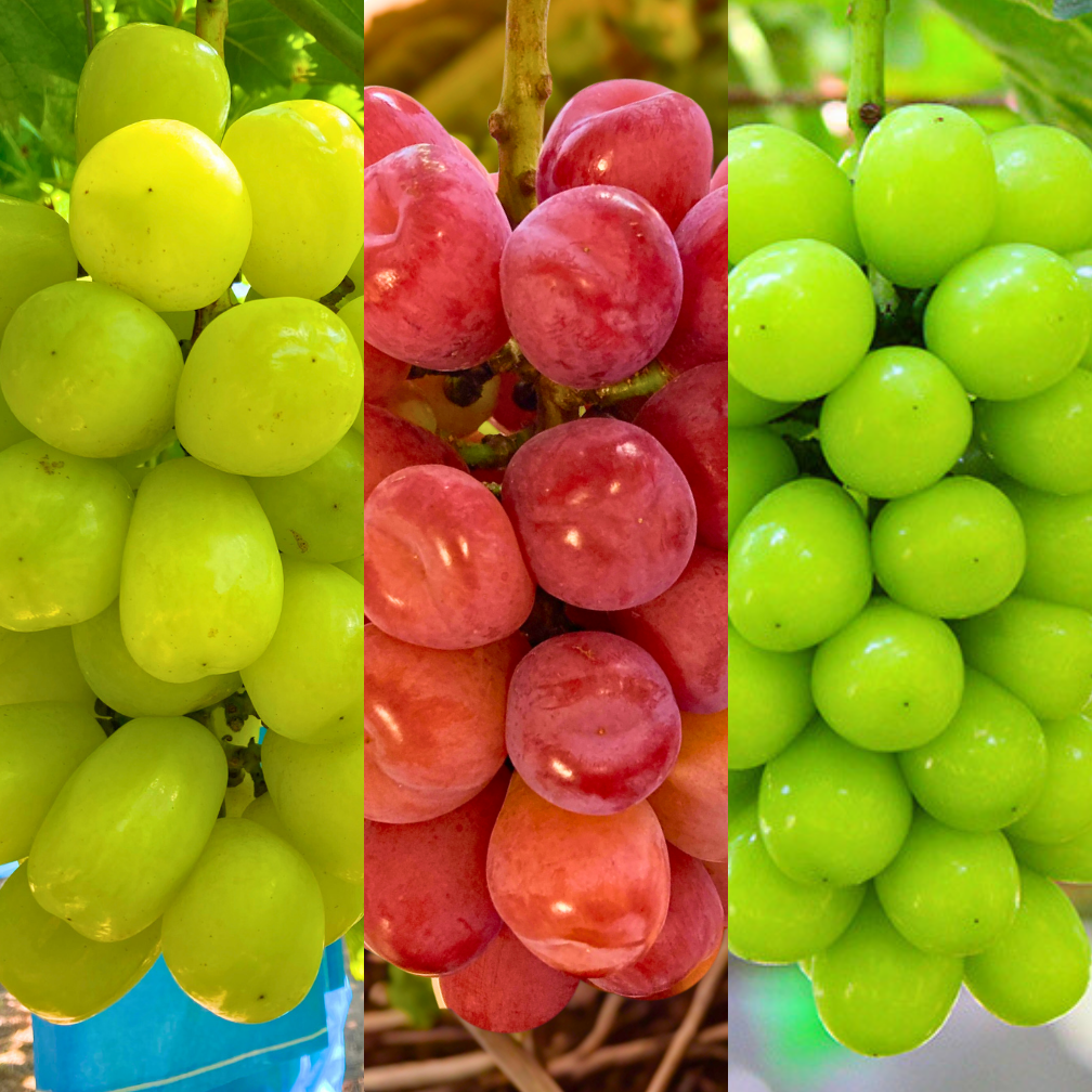 シャイン品種食べ比べ》シャインマスカット＋マイハート＋雄宝のセット