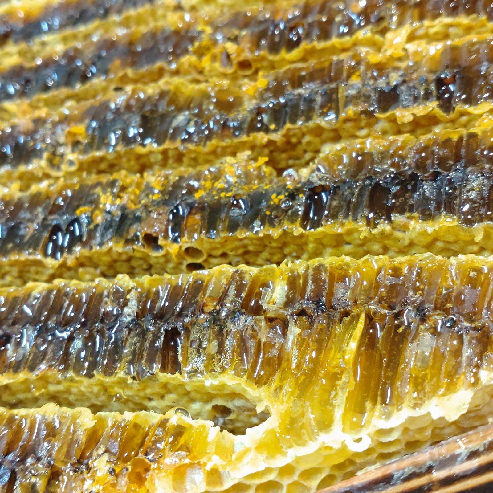 日本蜜蜂 はちみつ 結晶化はちみつ 百花蜜 150g | はちみつ/はちみつ