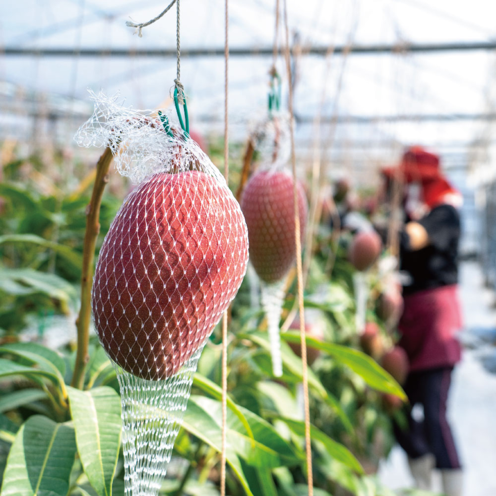 産直アウル限定】【夏ギフト】樹齢25年以上の木からなる糖度約17～18度