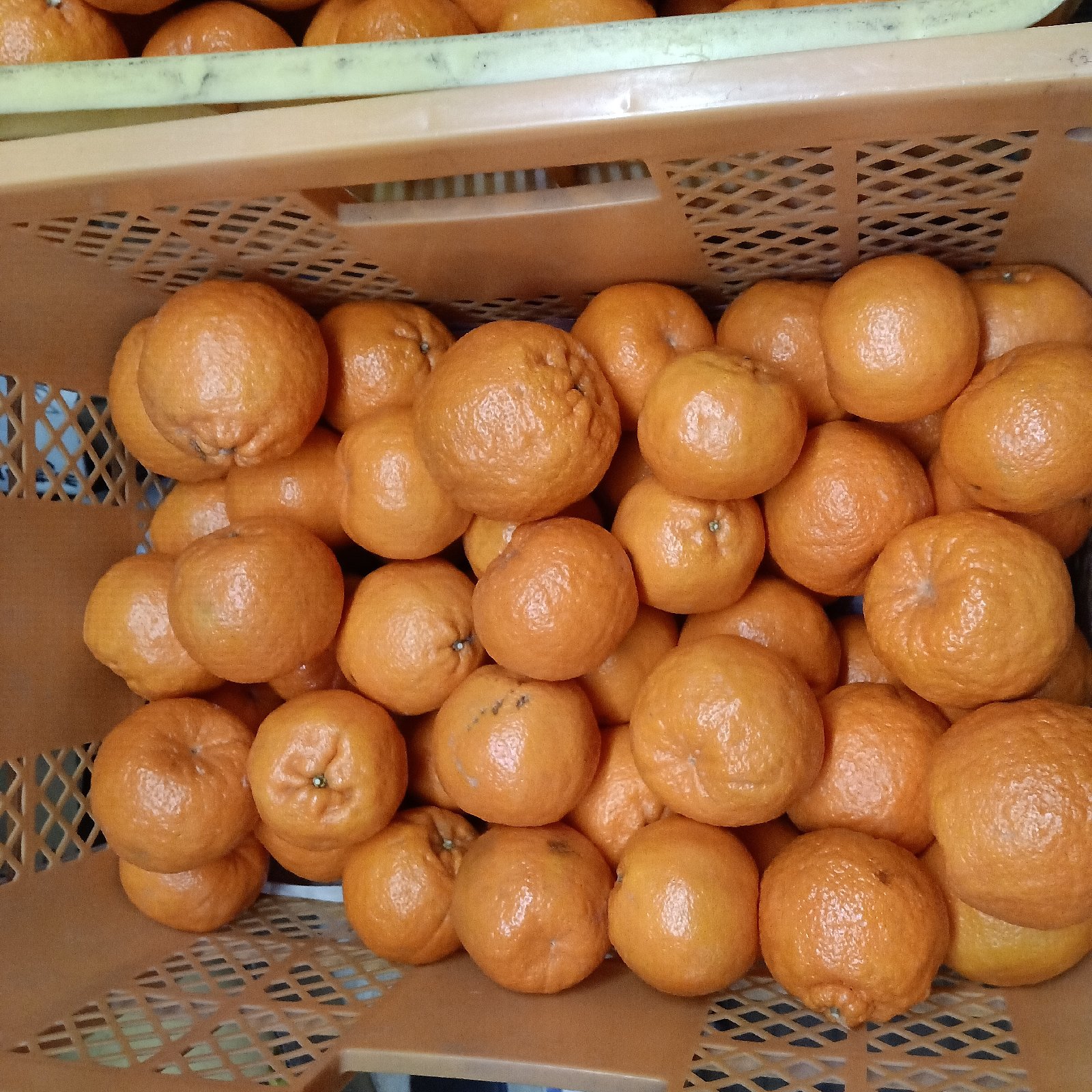 ポンカン！5キロ箱！ ｜ 果物/オレンジ・その他みかん 産直アウル 
