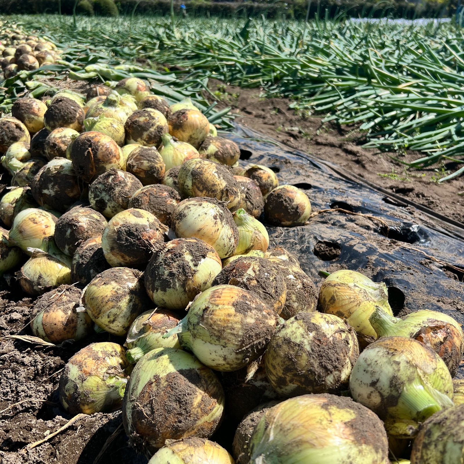 千葉県 白子町産 新玉ねぎ 10kg ｜ 野菜/玉ねぎ 産直アウル 農家・漁師 