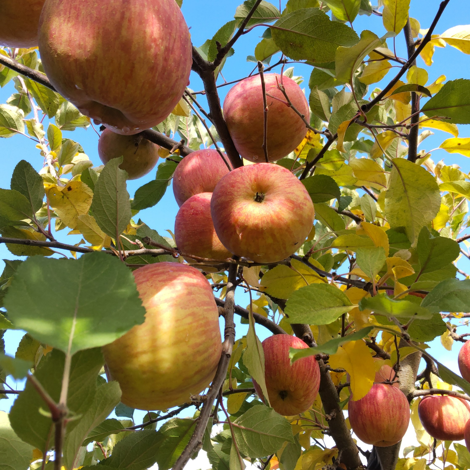 りんご サンふじ 家庭用小玉 10kg | 果物/りんご 産直アウル 農家から