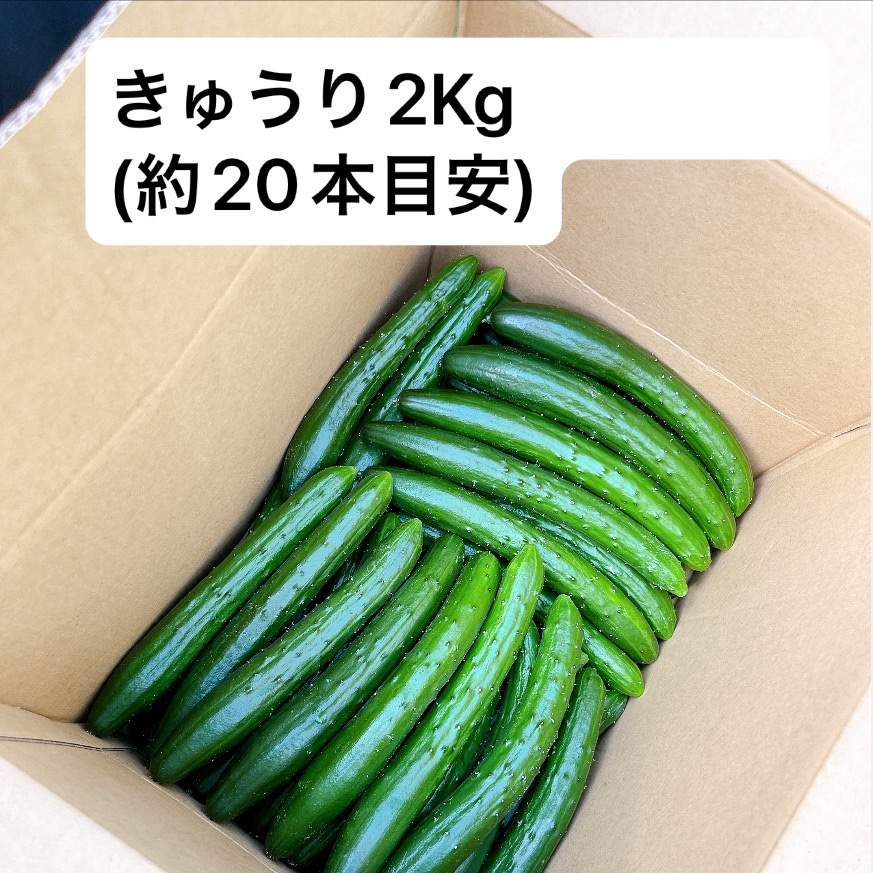 高知県産きゅうり2Kg約20本 ｜ 野菜/きゅうり 産直アウル 農家・漁師