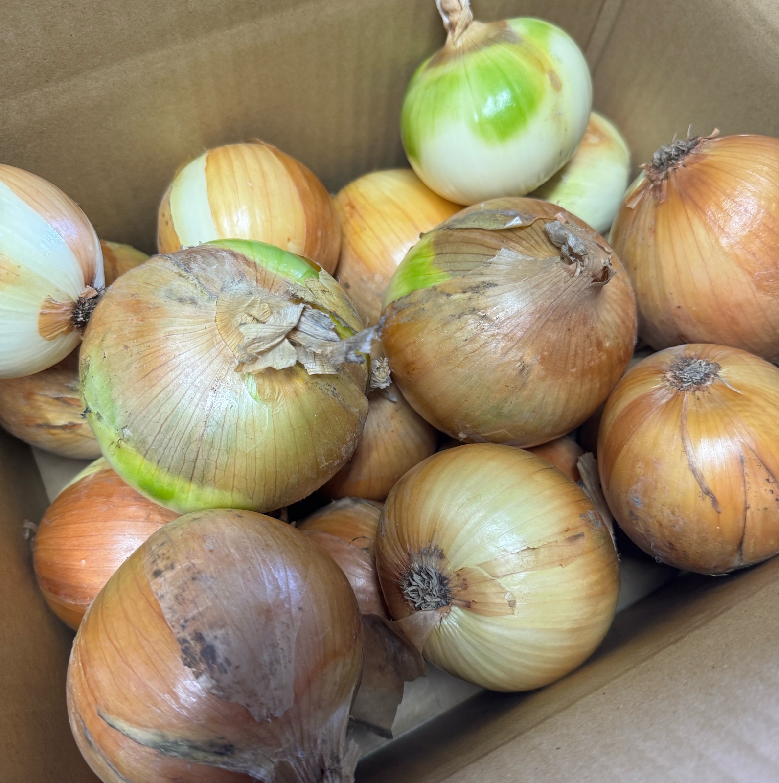 訳あり大特価】玉ねぎ（慶）10kg 傷有り・分球有・レモン型 ｜ 野菜