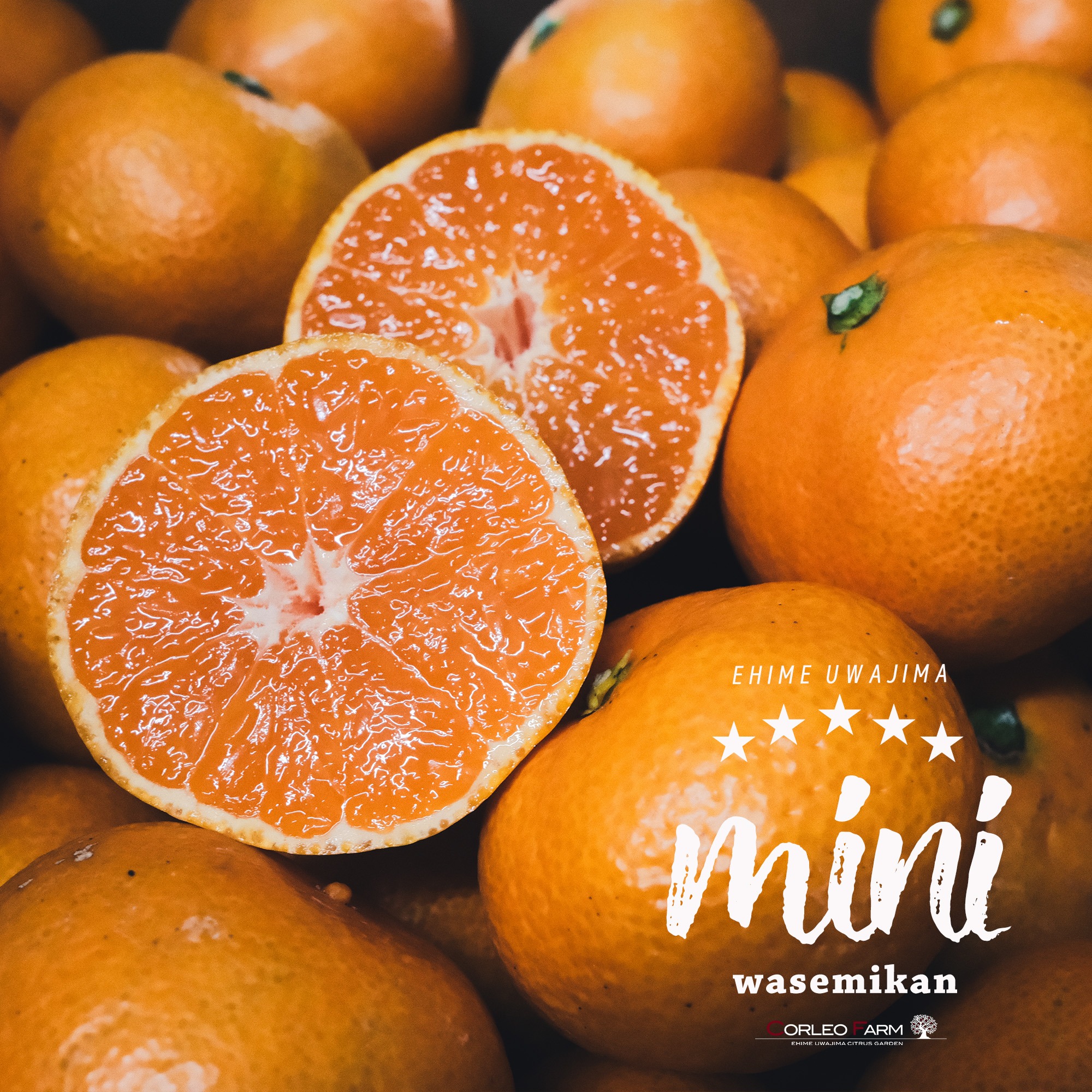 濃厚小玉ミニセレクション【数量限定】とろける食感の絶品早生みかん