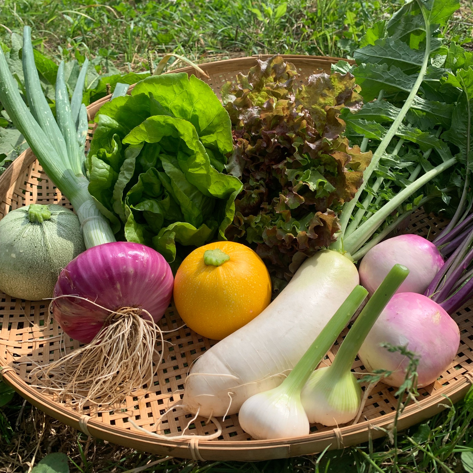 季節のお野菜セット(農薬・化学肥料不使用) ｜ 野菜/野菜セット 