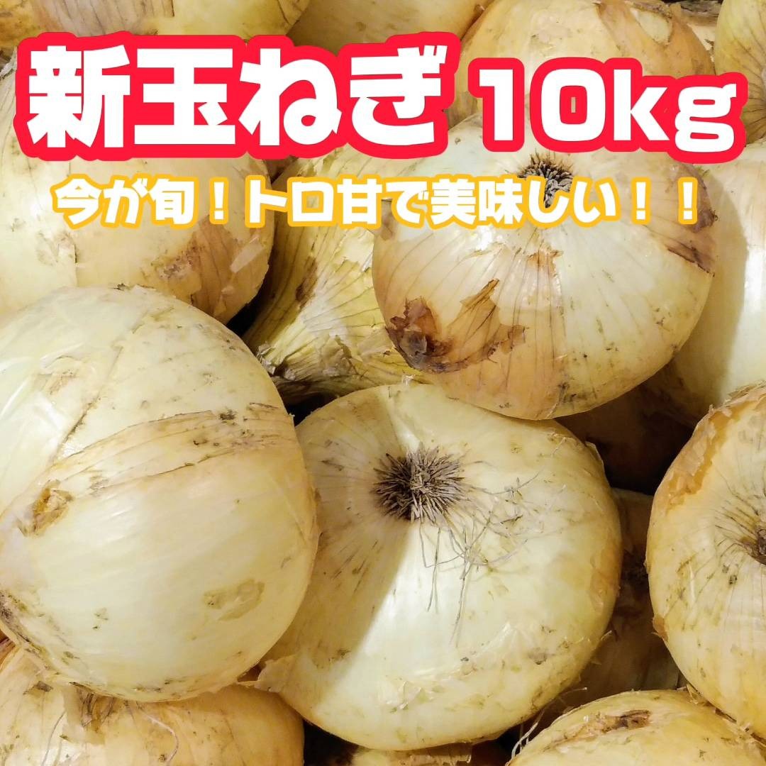 収穫数限定】トロ甘 訳あり 新玉ねぎ10kg 収穫数限り！佐賀県産 | 野菜/玉ねぎ 産直アウル  農家から直接野菜などの食材を購入できる産地直送の宅配通販サイト