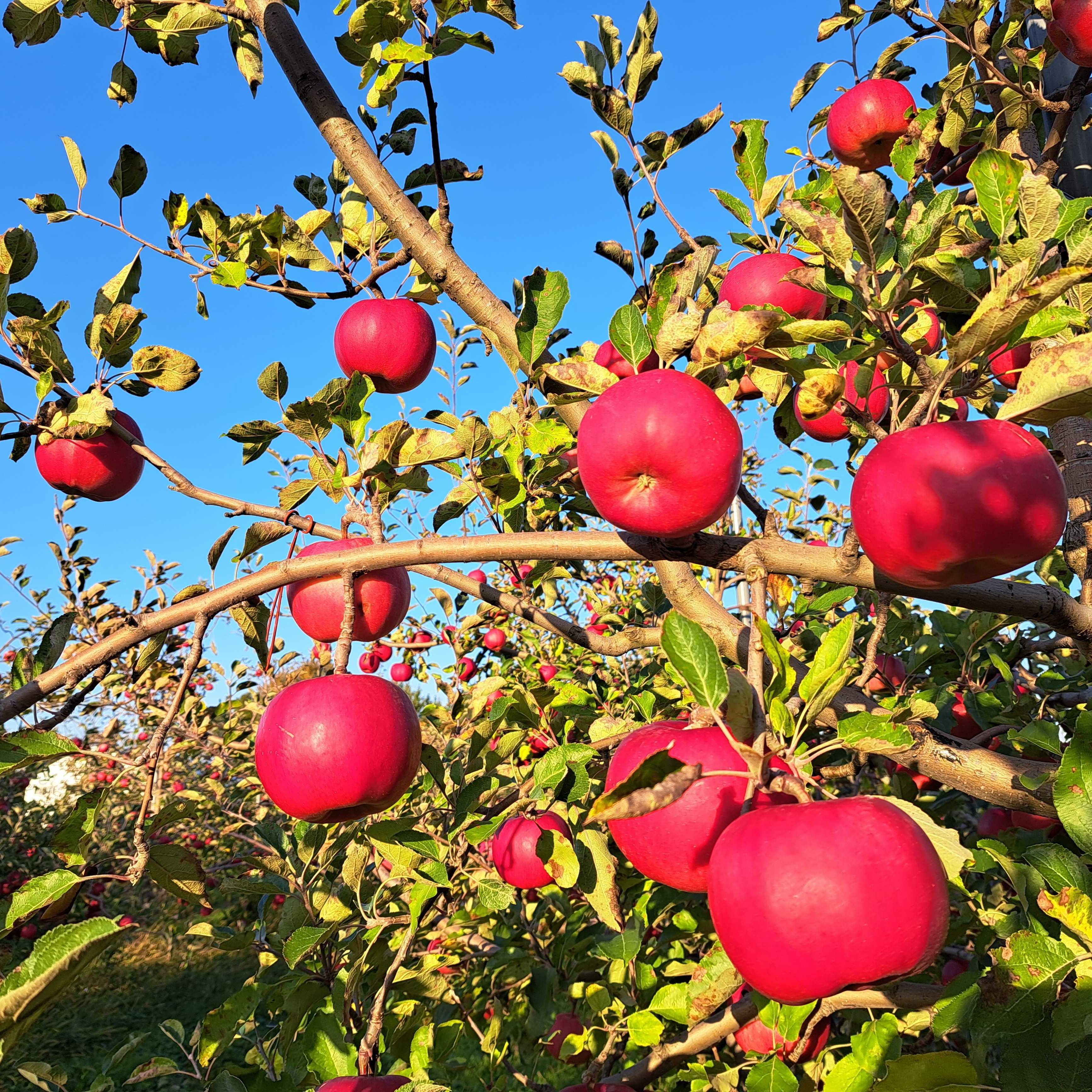 完売】紅の夢 2.3kg（6～12個） | 果物/りんご 産直アウル 農家から