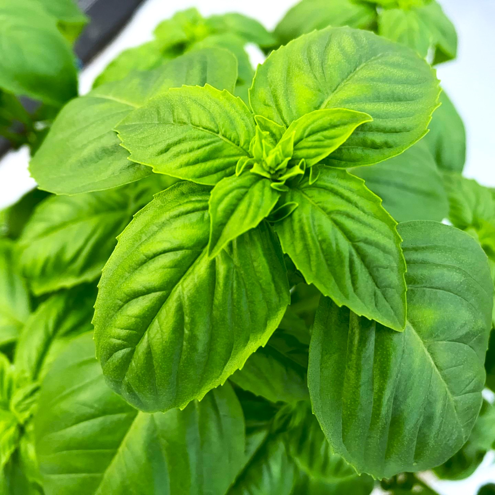 有機JAS認証 スイートバジル 300g(100g×3パック) ｜ 野菜/ハーブ 産直