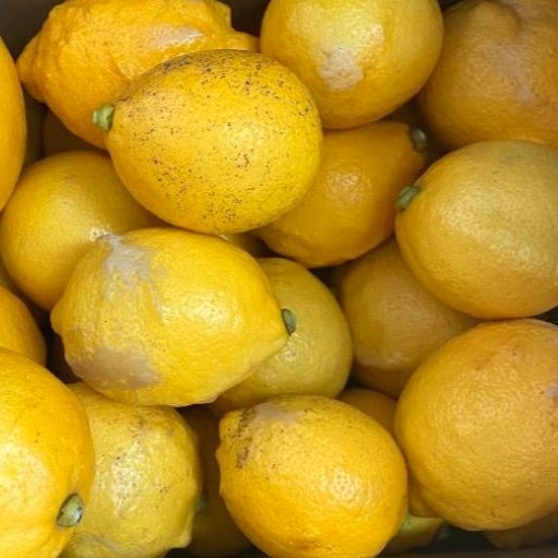 広島県産 瀬戸田レモン 1㎏ C品（訳あり） 有機JAS法準拠栽培 | 果物