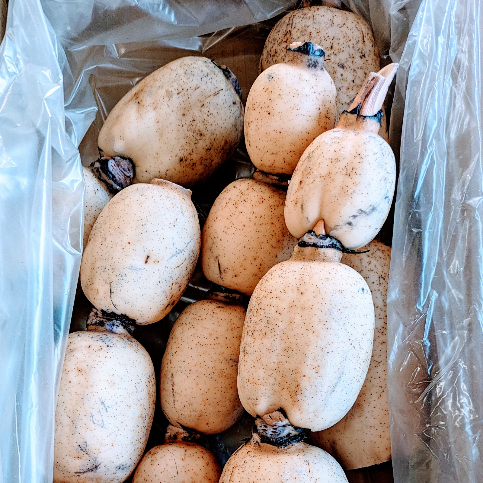 常温便】訳あり「竹」3キロ 新鮮！朝掘りレンコンのご自宅用 | 野菜