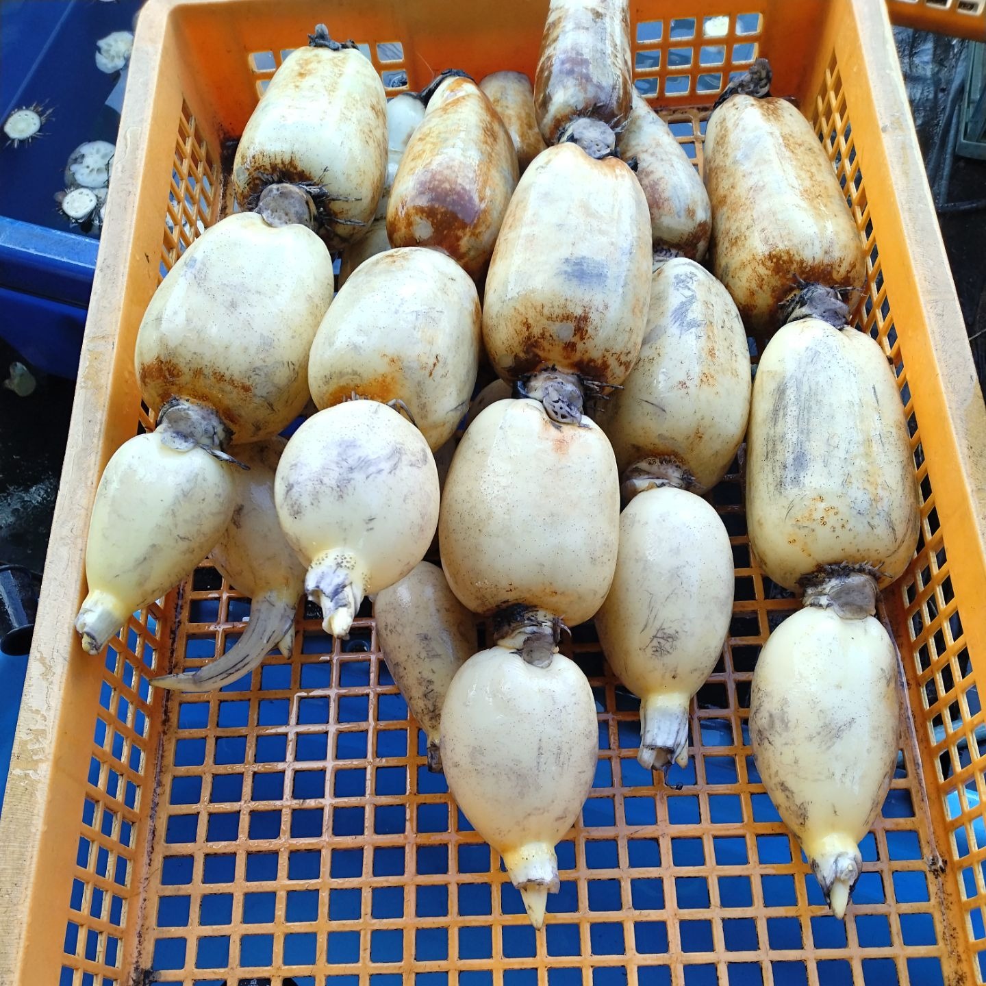 【9月発送予約】茨城県産 夏れんこん 2kg 1,000円✨企画外・家庭用」 1,000円✨企画外・家庭用」 夏れんこん 【9月発送予約】茨城県産 2kg