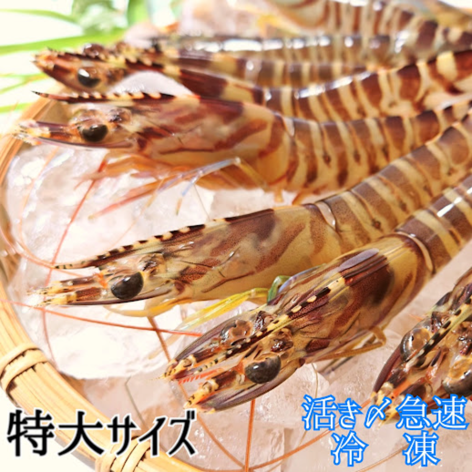 活きの鮮度をそのまま】新鮮 特大サイズ 900g 活き〆瞬間急速冷凍 車