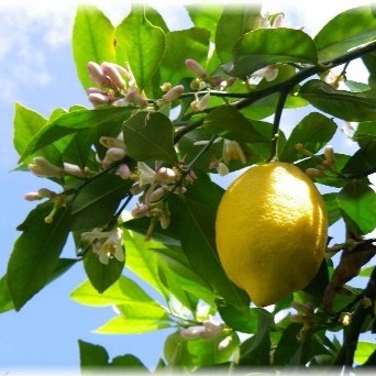 瀬戸内島れもん | 果物/香酸柑橘(ライム・レモン等) 産直アウル 農家