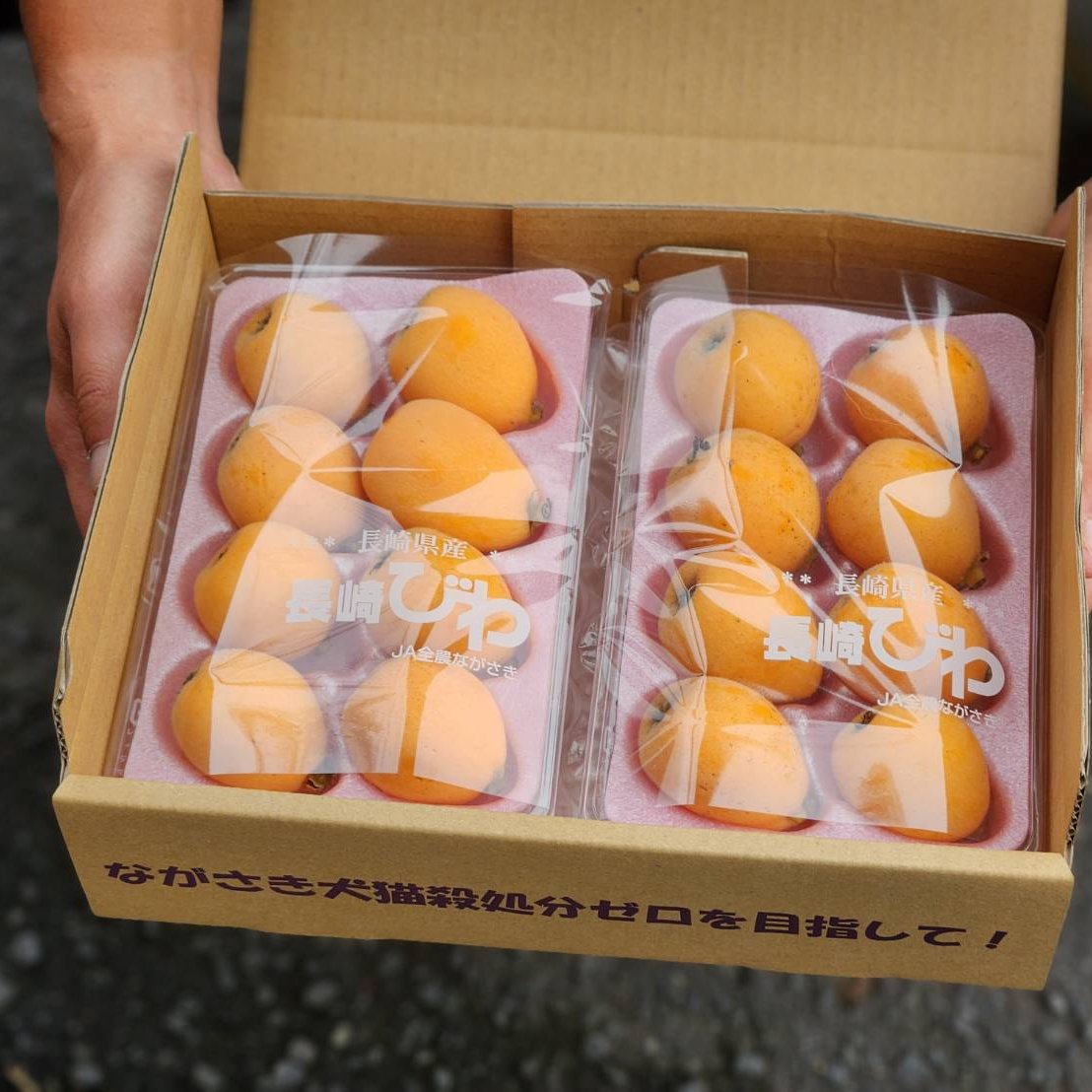 びわ（果物）の産地直送商品一覧（通販・お取り寄せ）-産直アウル