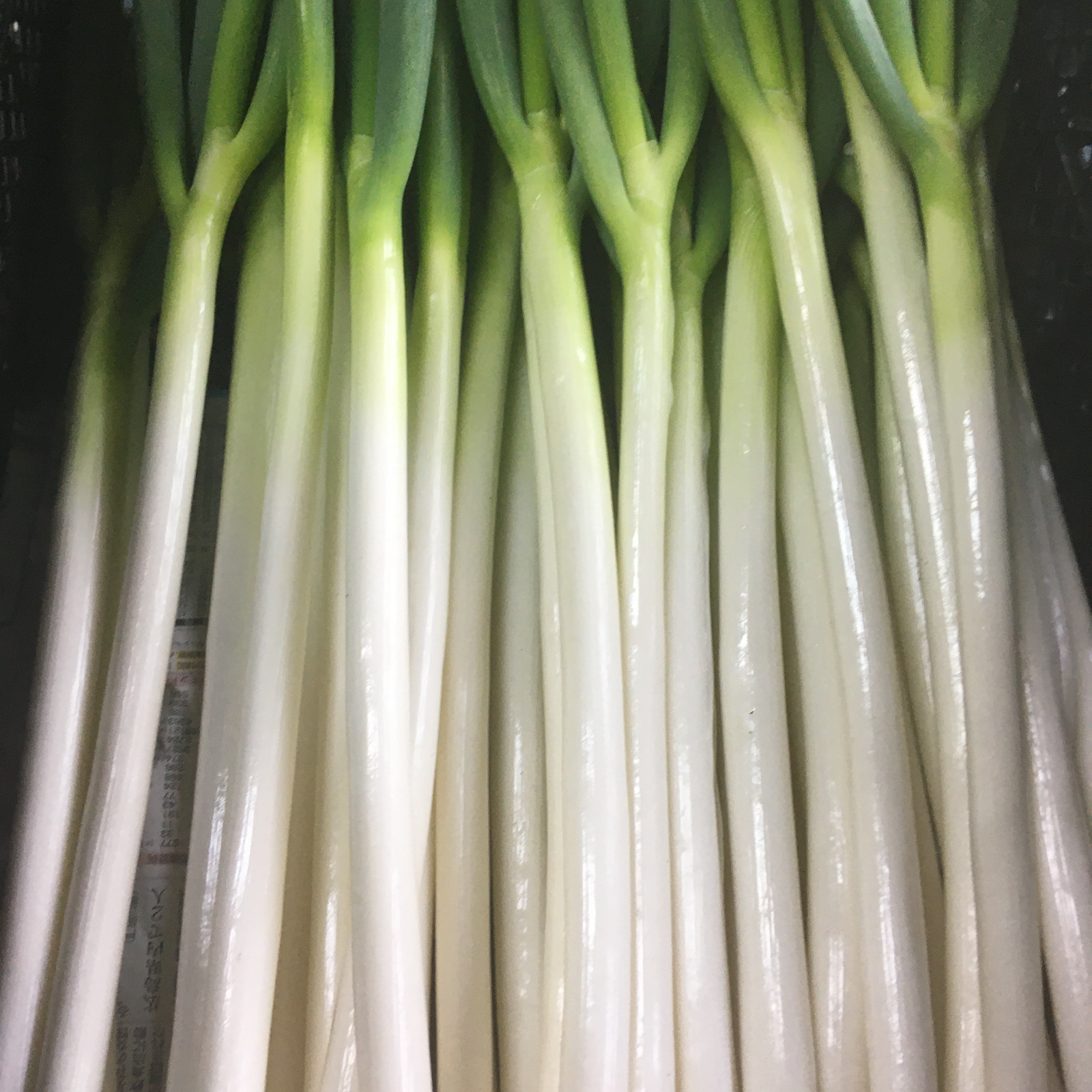 新圃場でチャレンジ春ネギ「白ネギ」1㎏ぐんぐん成長中⤴細めのネギ