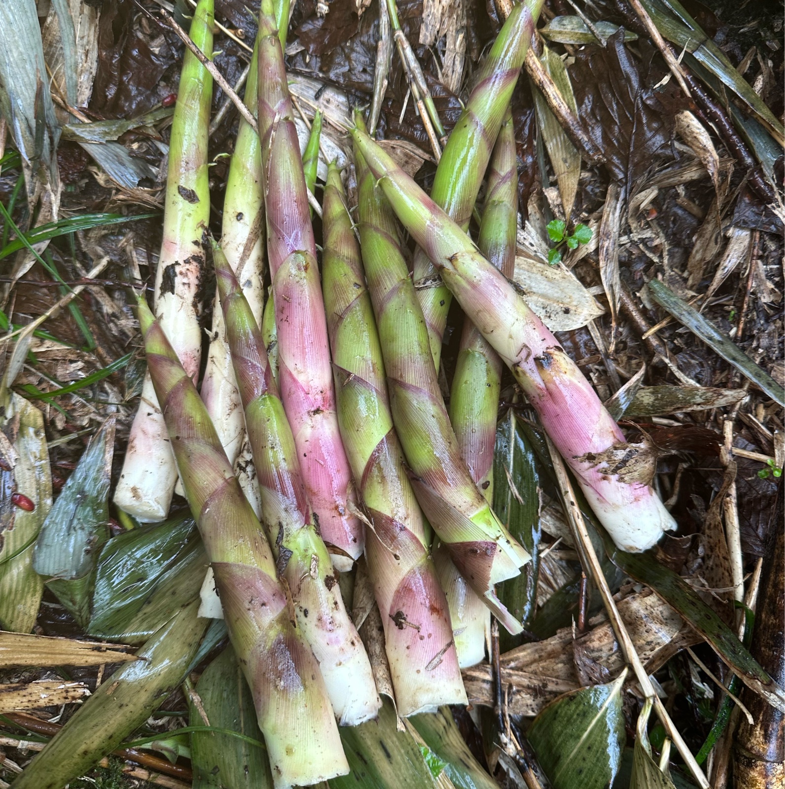 月山筍2キロ ｜ 野菜/山菜 産直アウル 農家・漁師など生産者から直接