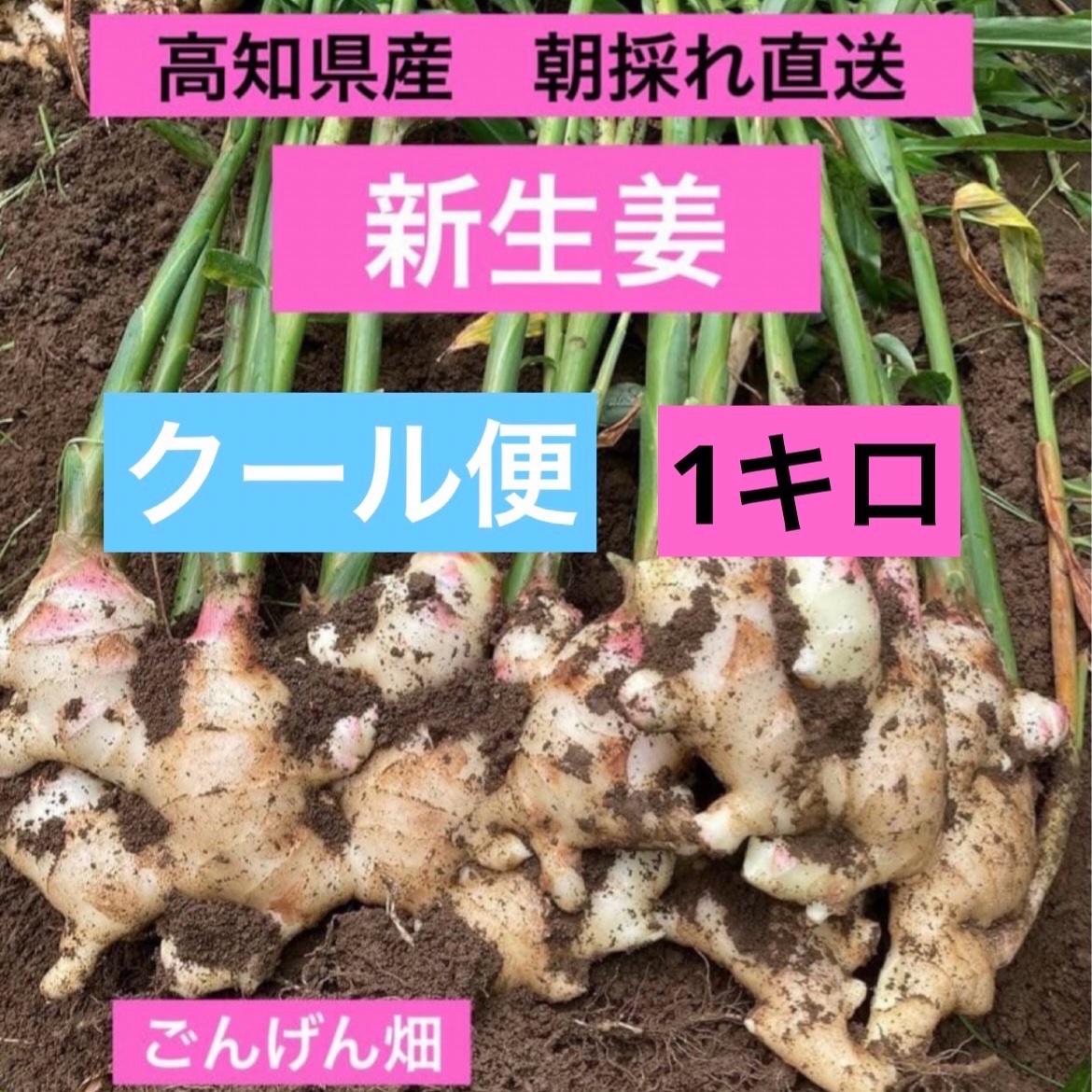 高知県産 朝採れ直送新生姜 1キロクール便 ｜ 野菜/薬味 産直アウル