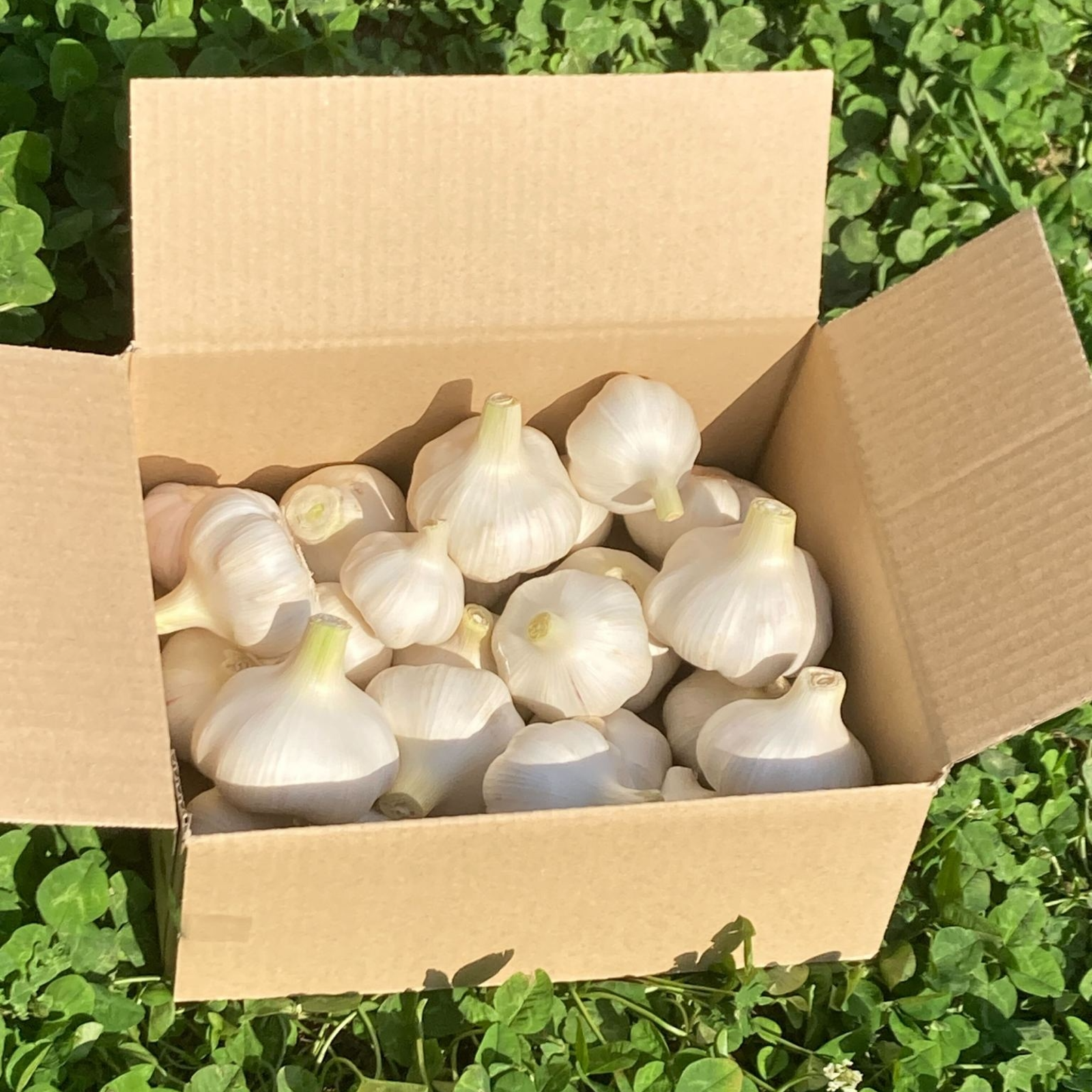 採れたて！今季初！新にんにく 3kg 埼玉県加須市産 遠藤農園 ｜ 野菜