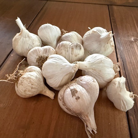 無農薬栽培 にんにく ニンニク（小粒） 1kg ｜ 野菜/にんにく 産直
