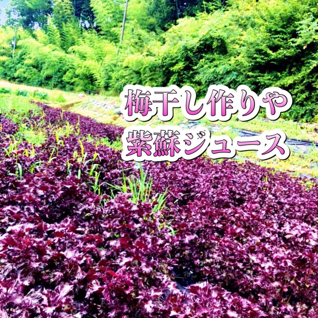 紫蘇の産地直送食材一覧（通販・お取り寄せ）-産直アウル