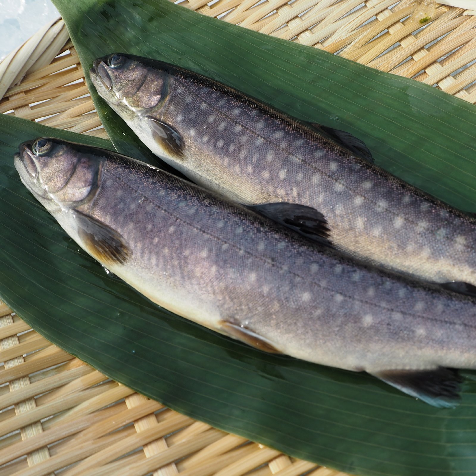 岩魚]イワナ10尾入(21cmサイズ)冷凍 | 魚介類/川魚 産直アウル 農家