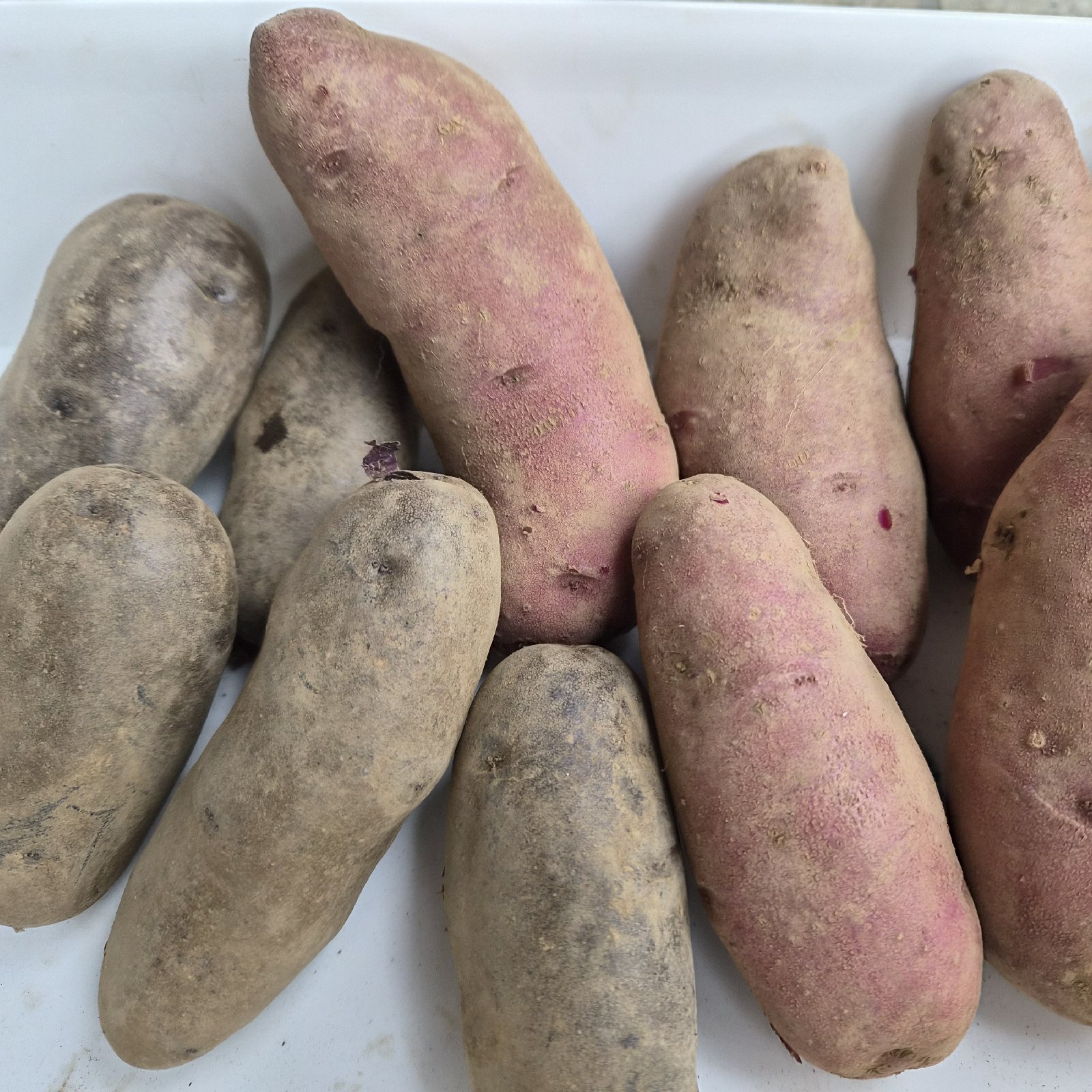ノーザンルビーの産地直送食材一覧（通販・お取り寄せ）-産直アウル