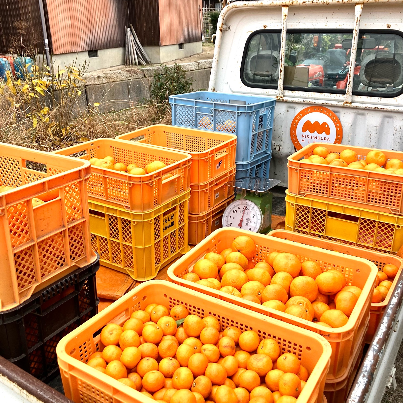 みかん 楽天市場】【ふるさと納税】【限定】 主井農園 松兵衛みかん 有田