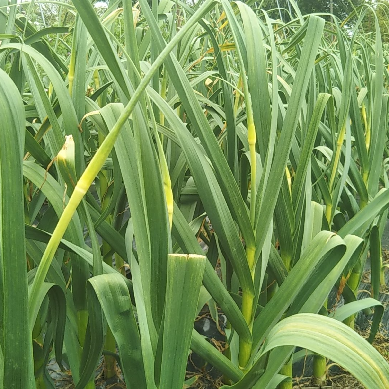 期間限定！新にんにく 1kg【農薬・化学肥料不使用】 ｜ 野菜 