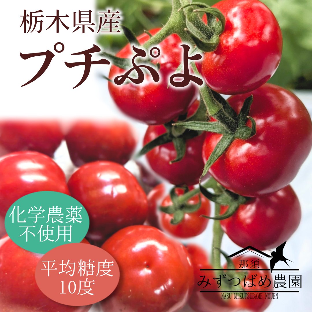 栃木県産 不揃いフルーツトマト『プチぷよ』 ｜ 野菜/トマト 産直