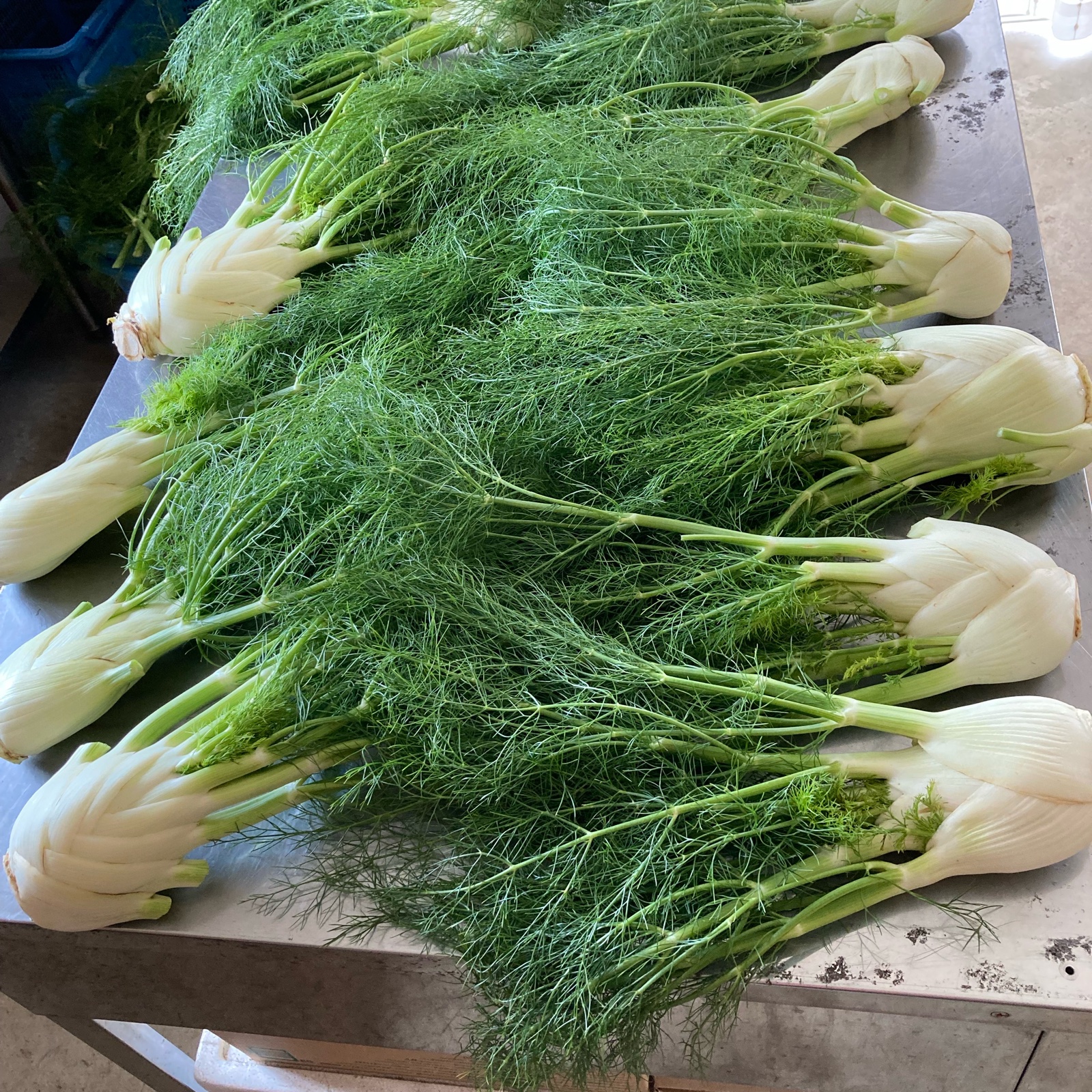 飲食店向け】有機野菜フェンネル ｜ 野菜/ハーブ 産直アウル 農家