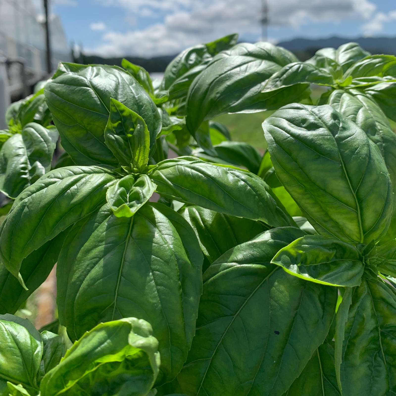 1kg入り フレッシュスイートバジル ｜ 野菜/ハーブ 産直アウル 農家