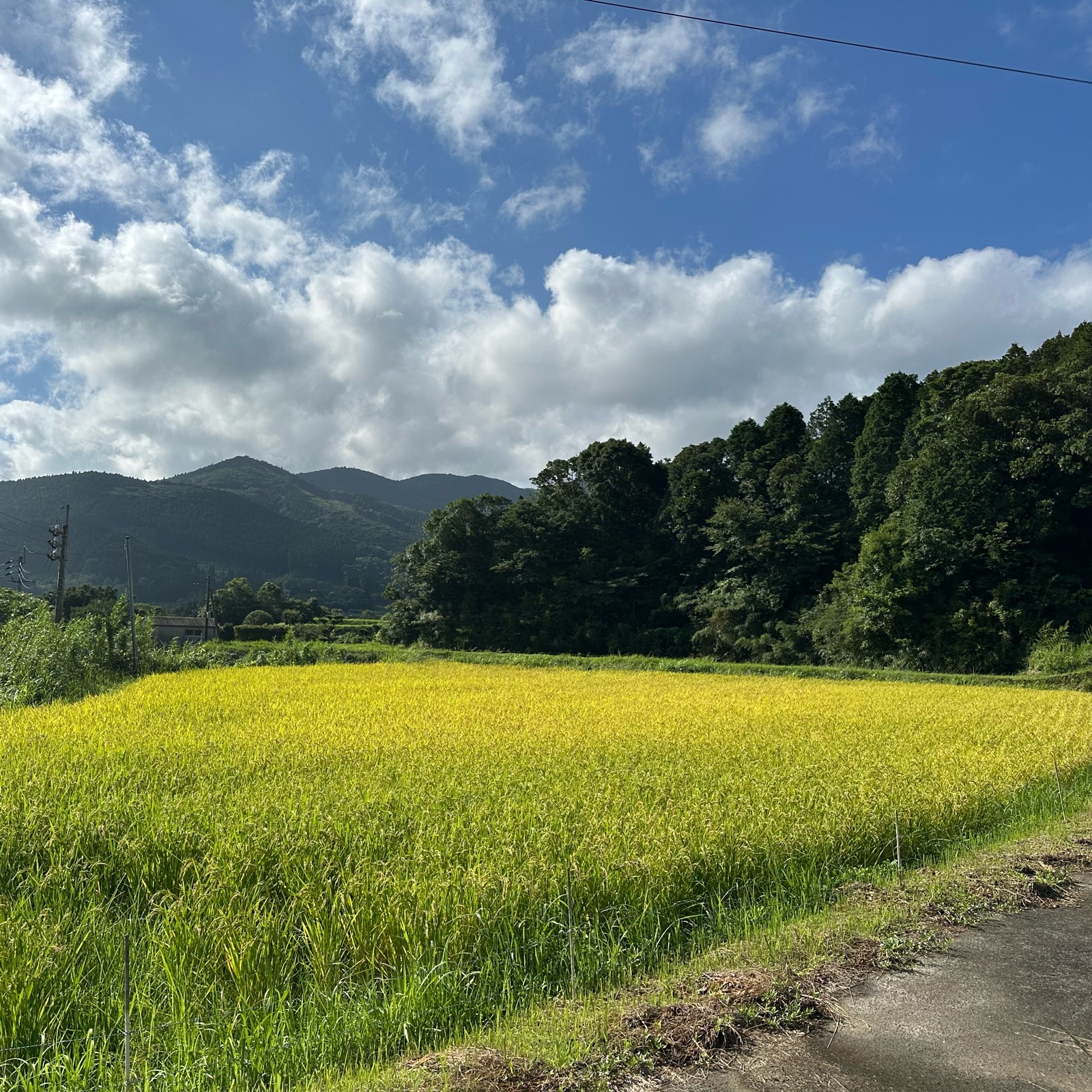 令和7年産 耀農場コシヒカリ ｜ 米・穀物/米/精米 産直アウル 農家