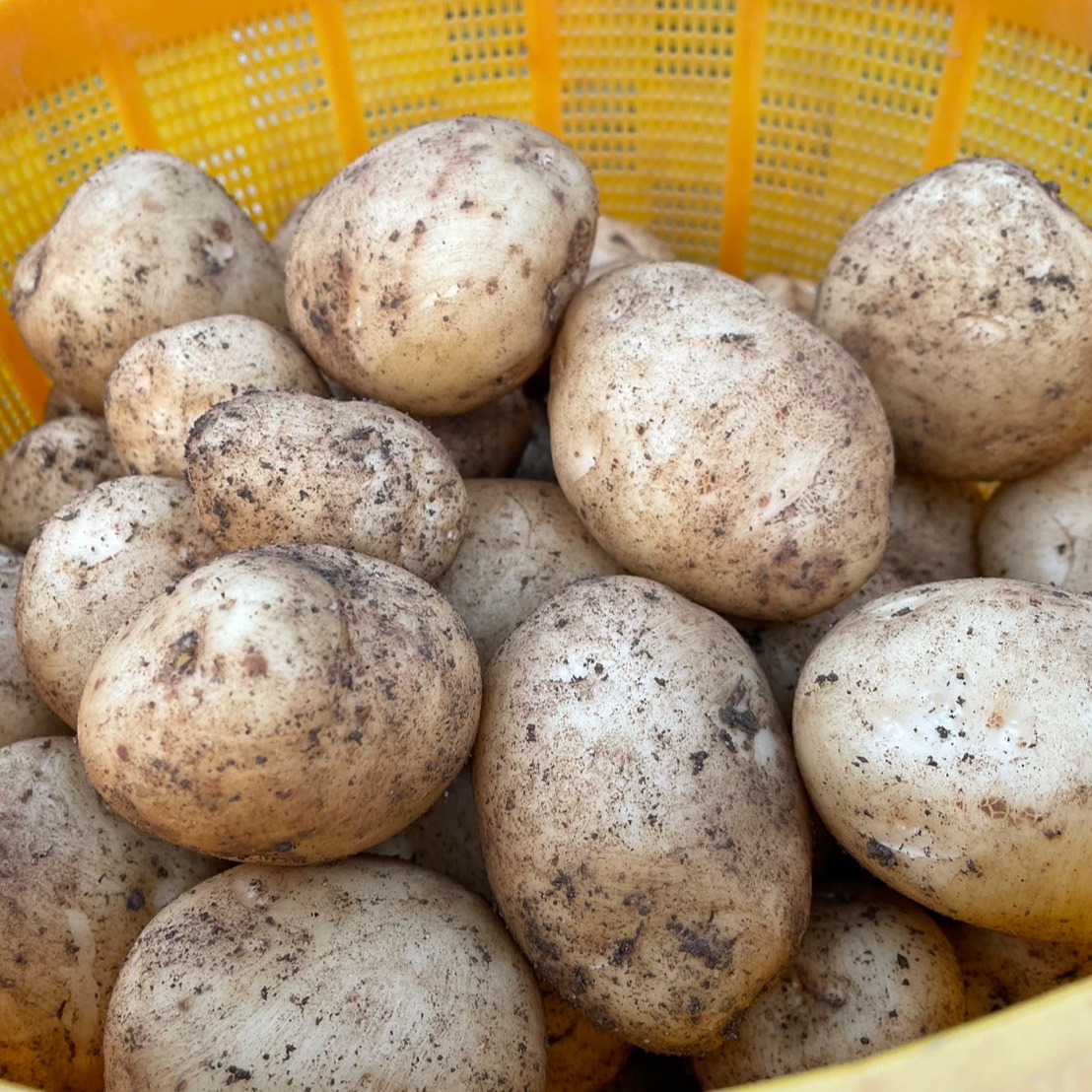 自然栽培】ニシユタカ 20㎏ （肥料・農薬不使用）じゃがいも 馬鈴薯